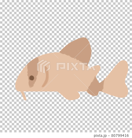 ゆるいコリドラス イラストのイラスト素材