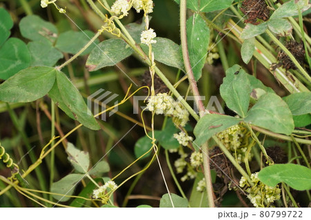 アメリカネナシカズラ 80799722