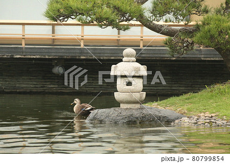 日本庭園で休憩するカルガモ 80799854