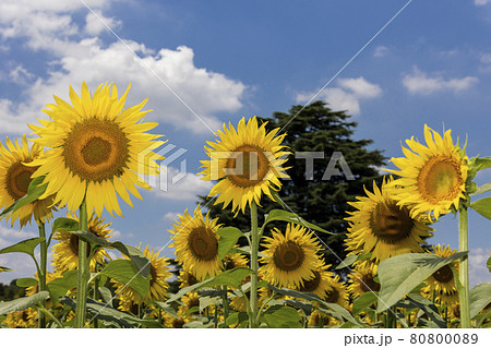 満開のヒマワリ畑　夏景 80800089