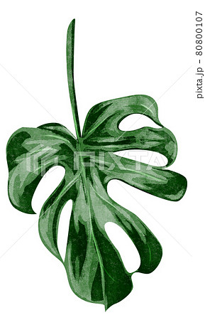 南国熱帯植物手描き水彩風イラストのイラスト素材