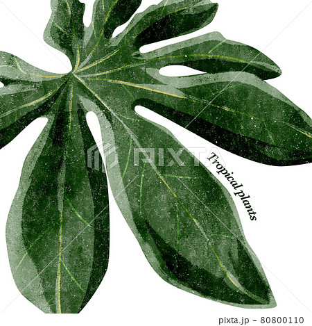南国熱帯植物の手描きイラスト背景のイラスト素材