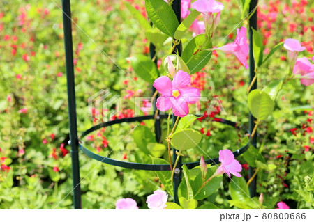 サンパラソルの花の写真素材