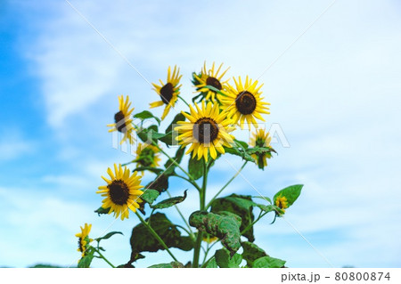 背景が青空のひまわり 80800874