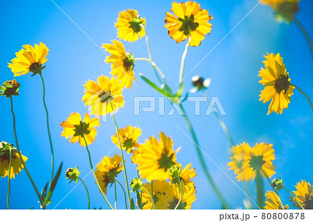 青空に透けるキバナコスモス 80800878
