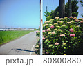 道の脇に咲く真夏のあじさい 80800880