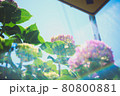 夏の太陽光に透けるあじさい 80800881
