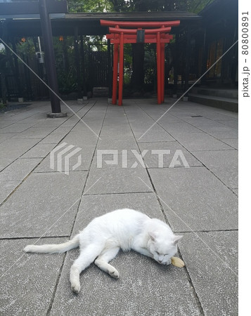 東京 愛宕神社の境内で眠る可愛い白猫の写真素材