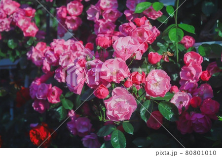 朝焼けに照らされるピンクのバラ 80801010