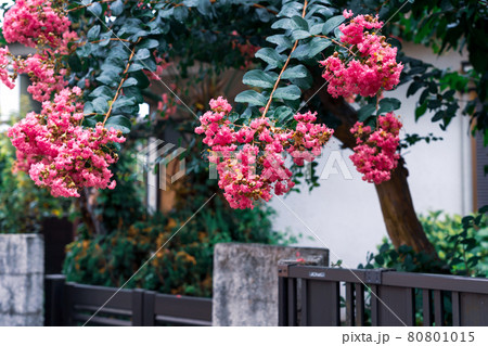 玄関脇の赤い百日紅 80801015