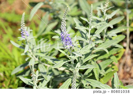 トウテイランの花 80801038