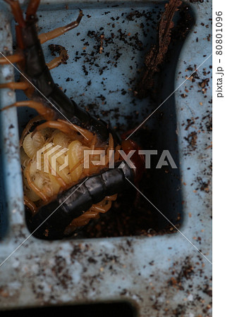 孵化した、たくさんの子どもを抱いて、守っている親ムカデ 孵化した、たくさんの子どもを抱いて、守っている親ムカデ 80801096