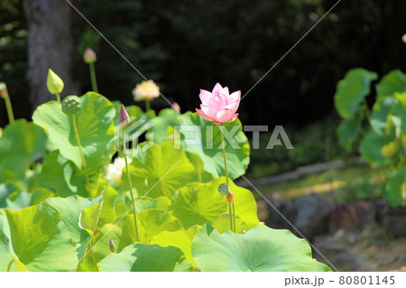 ハスの花 ハスの花 80801145