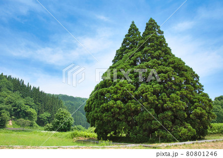 トトロ杉　小杉の大杉 80801246