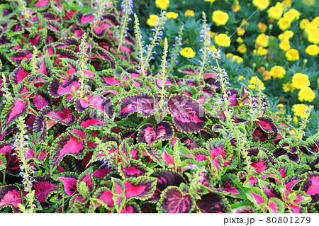 色鮮やかなコリウスの葉と花の写真素材
