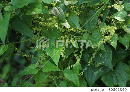 ヤマノイモにそっくりな、オニドコロの小さな花 80801340