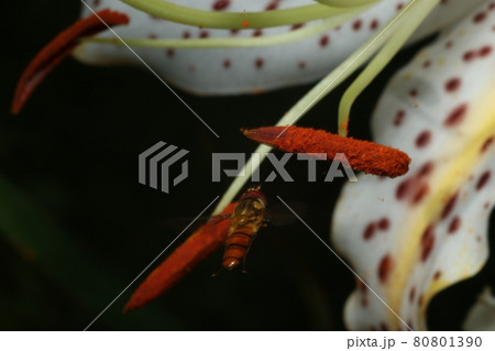 ヤマユリの花にやってきた、ホソヒラタアブ 80801390