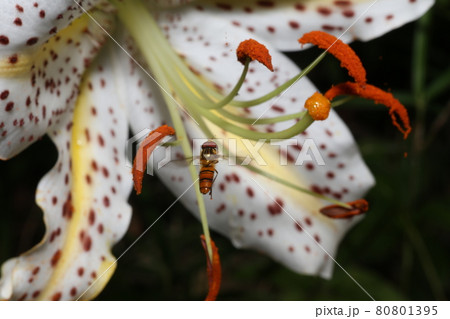 ヤマユリの花にやってきた、ホソヒラタアブ ヤマユリの花にやってきた、ホソヒラタアブ 80801395