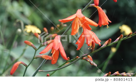 夏の花・モントブレチア、オレンジの水仙 夏の花・モントブレチア、オレンジの水仙 80801415