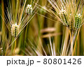 麦の穂が黄金色に実った　麦秋 80801426