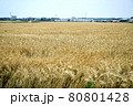 麦秋、大麦が収穫を迎えた 80801428