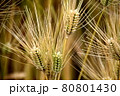 麦秋、麦が収穫間近、ノギスを伸ばし黄金色に実る 80801430