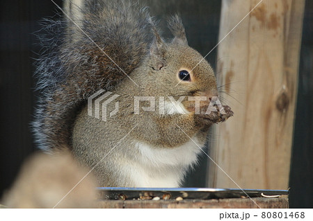 餌を食べるニホンリスです（京都市動物園） 80801468