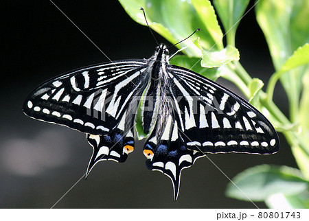 最も馴染み深い蝶の一つナミアゲハ 80801743