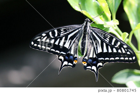 最も馴染み深い蝶の一つナミアゲハ 80801745