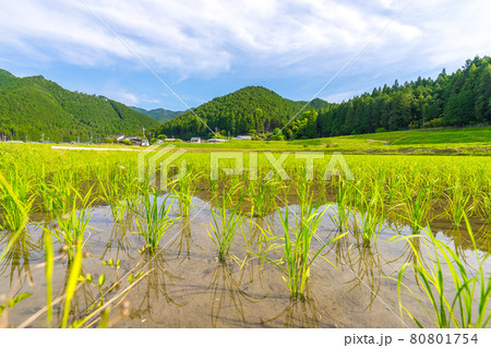 道の駅　杉原紙の里周辺、多可町の田園風景（兵庫県多可郡多可町加美区鳥羽）※作品コメント欄に撮影位置 80801754