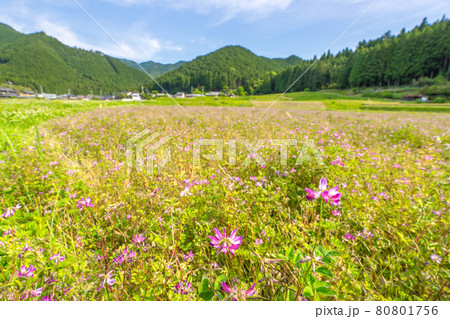 道の駅　杉原紙の里周辺、多可町の田園風景（兵庫県多可郡多可町加美区鳥羽）※作品コメント欄に撮影位置 80801756