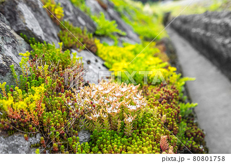 道の駅　杉原紙の里周辺、多可町の田園風景（兵庫県多可郡多可町加美区鳥羽）※作品コメント欄に撮影位置 80801758