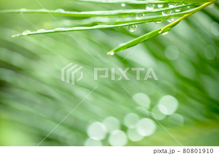 ソテツと水滴 背景素材 ソテツと水滴 背景素材 80801910