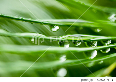 ソテツと水滴 背景素材 ソテツと水滴 背景素材 80801913