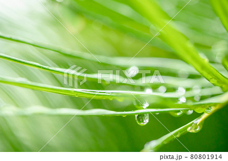 ソテツと水滴　背景素材 80801914