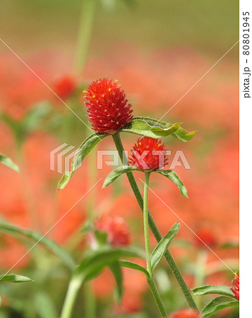 キバナセンニチコウの写真素材 キバナセンニチコウの写真素材