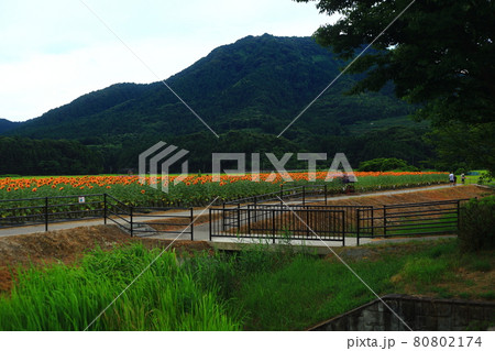 向日葵畑と山 向日葵畑と山 80802174