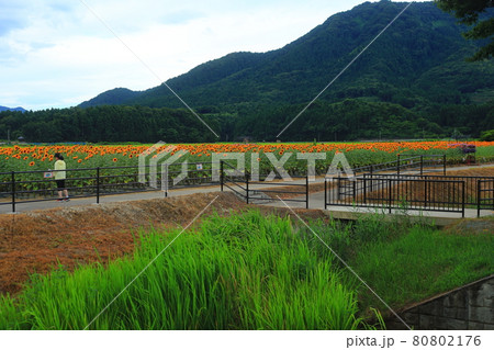 ひまわり畑と山 ひまわり畑と山 80802176