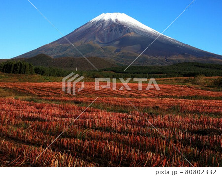 そば畑と降雪富士山　収穫後の畑彩変幻  　標高高い畑 80802332