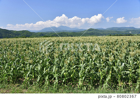 真夏の北海道厚沢部町でもうじき収穫を迎えるトウモロコシ畑の風景を撮影 80802367