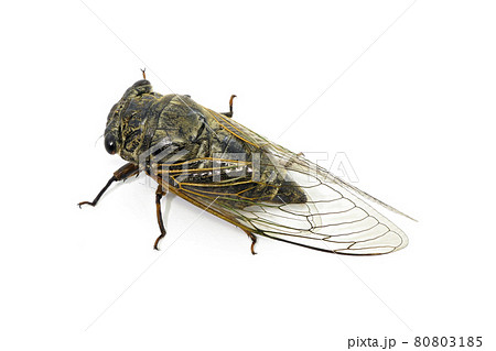 クマゼミ】 (深度合成)の写真素材 [80803185] - PIXTA