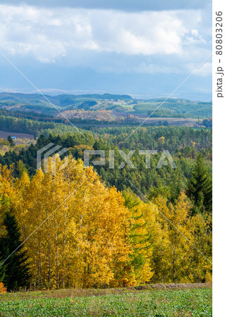 黄葉の秋の林と丘陵地帯 80803206