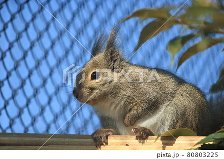 京都市動物園のニホンリスです	 80803225