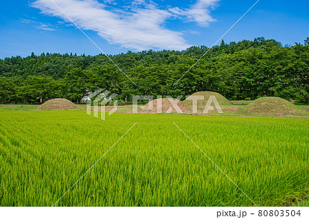 稔り始めた水田と宮口古墳群 稔り始めた水田と宮口古墳群 80803504