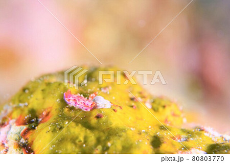 石垣島のハナムスメウミウシ その の写真素材 石垣島のハナムスメウミウシ その の写真素材