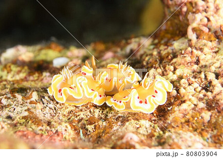 なかよし♪♪♪アカテンイロウミウシ三兄弟…。 その⑥ なかよし♪♪♪アカテンイロウミウシ三兄弟…。 その⑥ 80803904