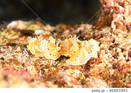 なかよし♪♪♪アカテンイロウミウシ三兄弟…。 その⑦ なかよし♪♪♪アカテンイロウミウシ三兄弟…。 その⑦ 80803905