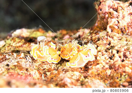 なかよし♪♪♪アカテンイロウミウシ三兄弟…。 その⑧ なかよし♪♪♪アカテンイロウミウシ三兄弟…。 その⑧ 80803906