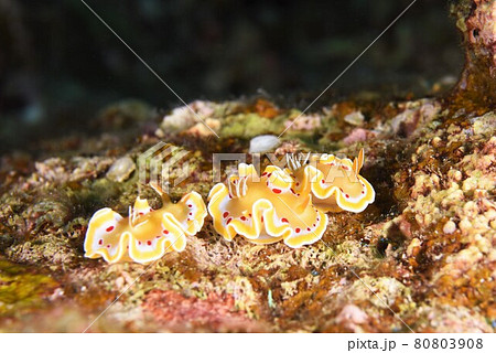 なかよし♪♪♪アカテンイロウミウシ三兄弟…。 その⑩ なかよし♪♪♪アカテンイロウミウシ三兄弟…。 その⑩ 80803908