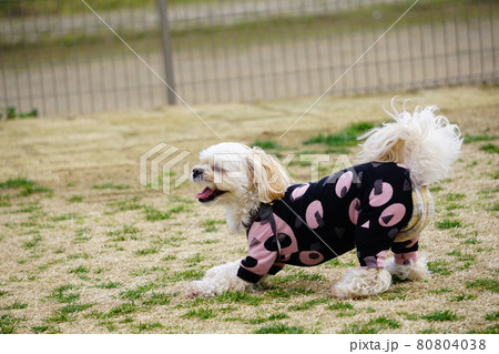 前かがみになって遊びに誘っている犬 前かがみになって遊びに誘っている犬 80804038